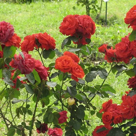 Casale Angeli In * 나르니